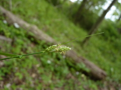 Carex hirsutella
