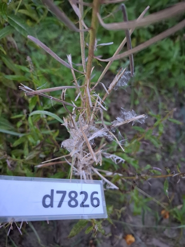 fireweed