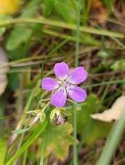 Geranium sylvaticum, photograph (c) Natalia Kazakova, some rights reserved (CC BY)