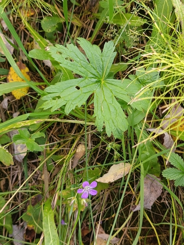 Geranium sylvaticum, photograph 4