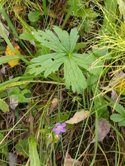 Geranium sylvaticum, photograph (c) Natalia Kazakova, some rights reserved (CC BY)