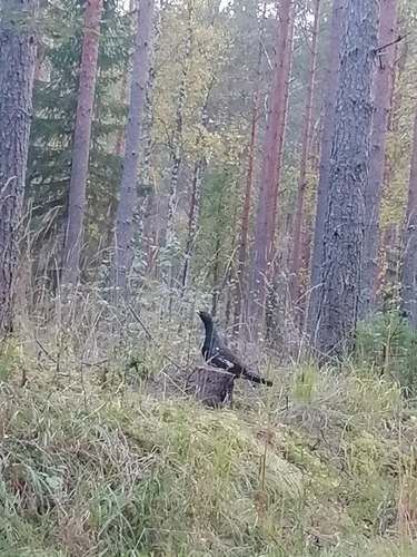 Western Capercaillie