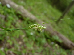 Carex hirsutella
