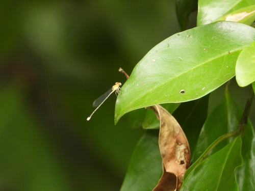 Orange-faced Sprite