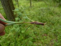 Carex hirsutella