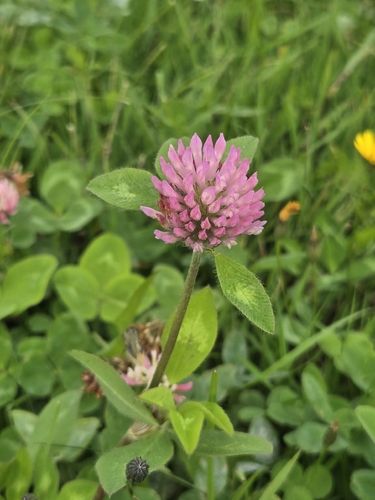Red Clover