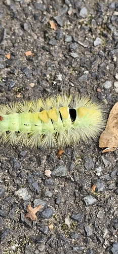 Pale Tussock Moth