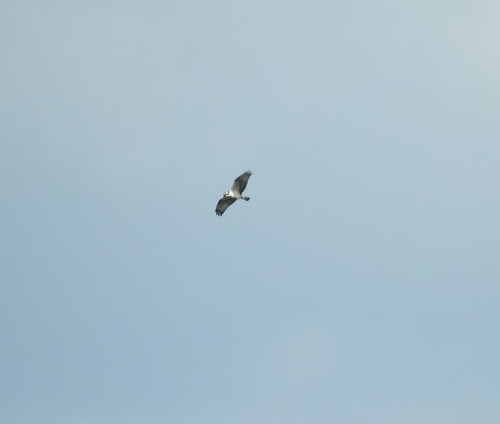 Eurasian Osprey
