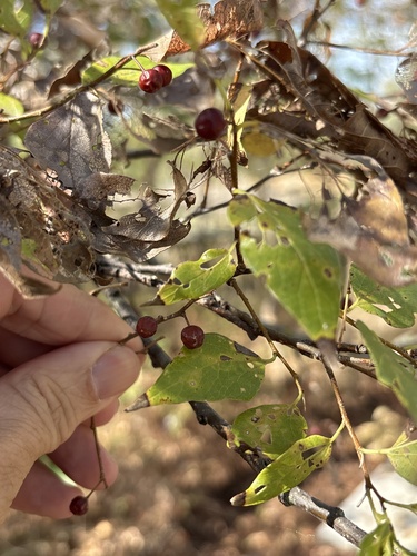 Celtis laevigata, photograph 5