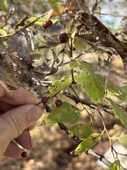 Celtis laevigata, photograph (c) Sam Kieschnick, some rights reserved (CC BY)