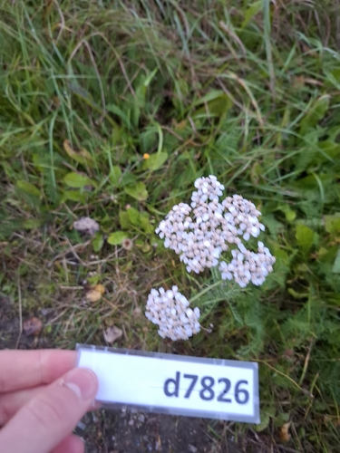 common yarrow