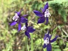 Delphinium patens