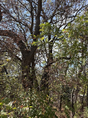 Celtis laevigata, photograph 6