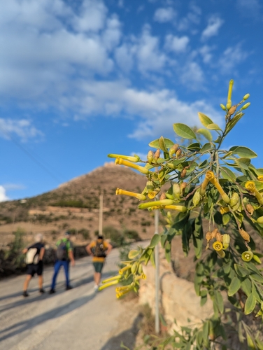 tree tobacco