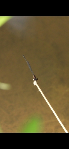 Red-striped Black Bambootail