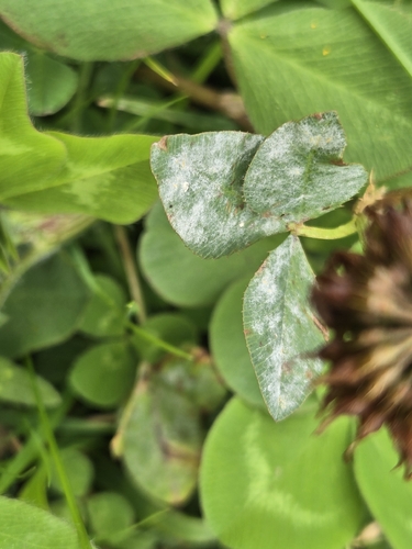 Clover Powdery Mildew