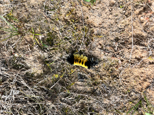 Spotted Tussock Moth