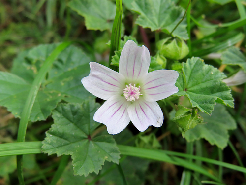 dwarf mallow
