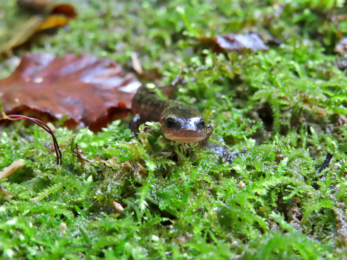 Fire Salamander