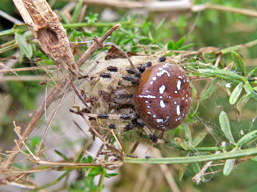 Four-spot Orbweaver