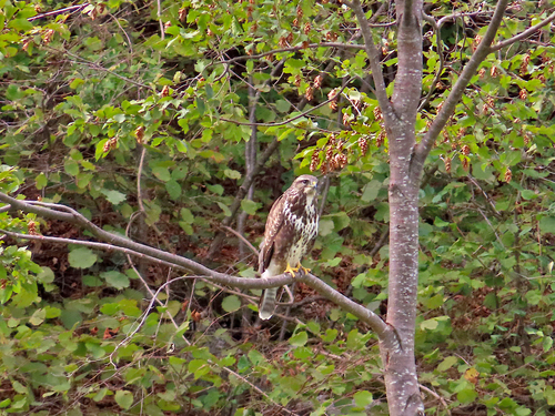 Common Buzzard