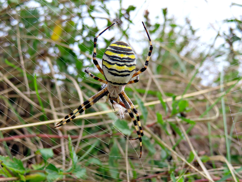 Wasp Spider