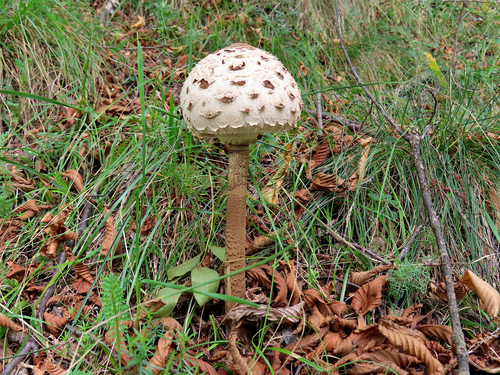 Parasol
