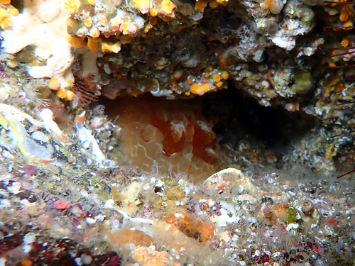 Pleurobranchus testudinarius
