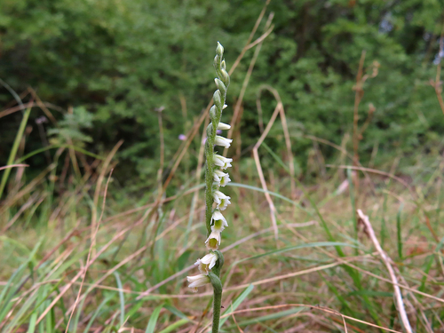 Autumn Ladies' Tresses