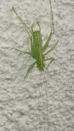 Southern Oak Bush-cricket