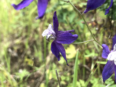Delphinium patens