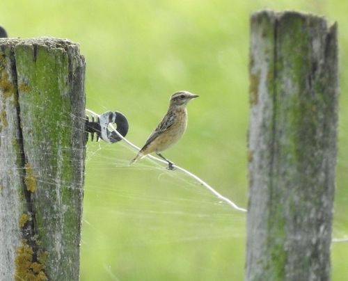 Whinchat