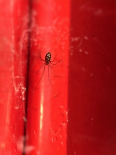 Marbled Cellar Spider