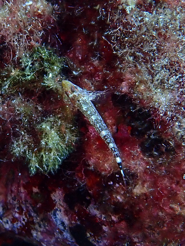 Black-faced Blenny