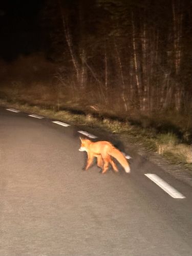 Red Fox