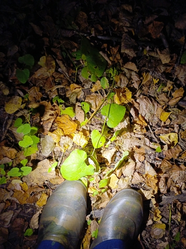 Birthwort