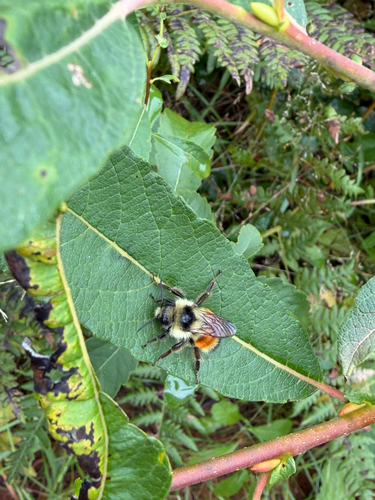 Tricolored Bumble Bee