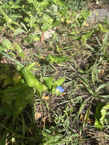 Asiatic dayflower