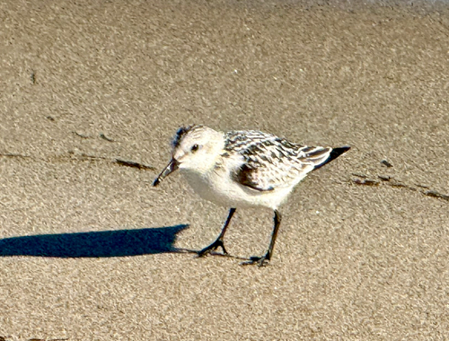 Sanderling