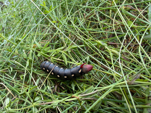 Bedstraw Hawkmoth