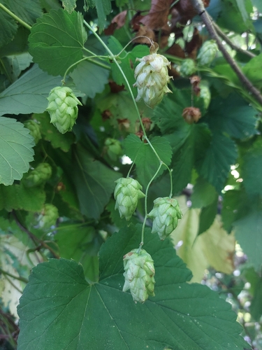 Humulus americanus, 2026-09-19
