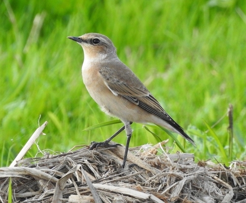 Northern Wheatear
