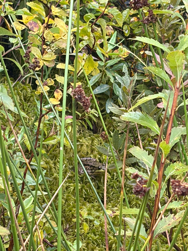 Green Frog