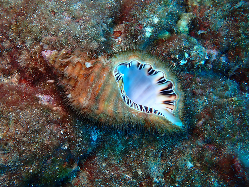Giant Hairy Triton Snail
