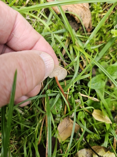 Earpick Fungus