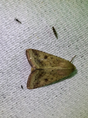 Cotton Bollworm Moth
