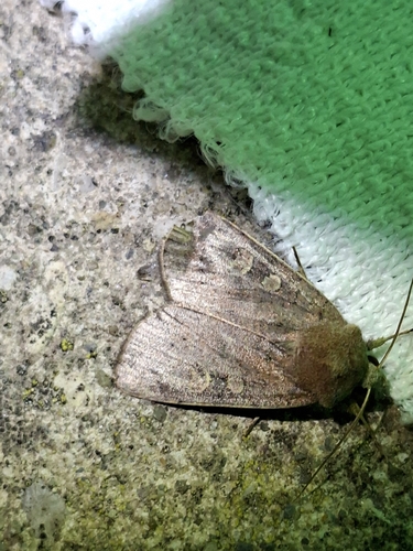 Square-spot Rustic