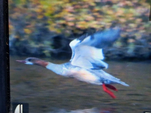Common Merganser