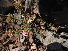 Sedum cockerellii