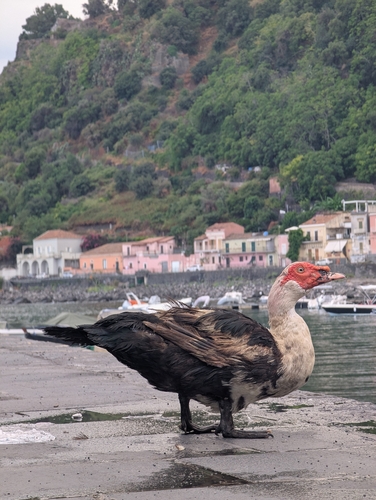 Domestic Muscovy Duck